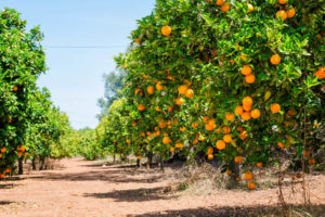 san pasqual valley san diego